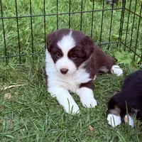 Jackie , a female Miniature Australian Shepherd for sale in Chester, VT – 2 of 4