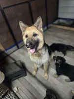 Vedas Upcoming Fall Litter , a  German Shepherd Dog for sale in Chester, VT – 2 of 10