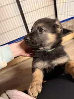 Iegor - Green Collar Male , a male German Shepherd Dog for sale in Chester, VT – Photo 10 of 10