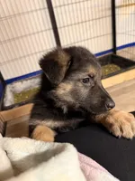 Iegor - Green Collar Male , a male German Shepherd Dog for sale in Chester, VT – Photo 6 of 10