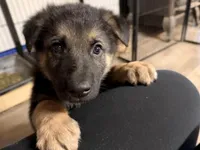 Iegor - Green Collar Male , a male German Shepherd Dog for sale in Chester, VT – Photo 3 of 10