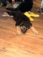 Iegor - Green Collar Male , a male German Shepherd Dog for sale in Chester, VT – Photo 3 of 10