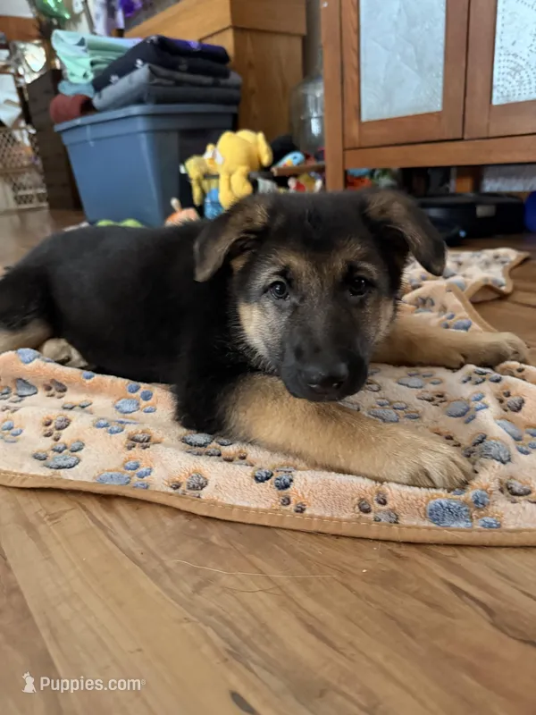 Iegor - Green Collar Male  – German Shepherd Dog puppy for sale in Chester, VT