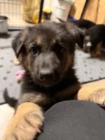 Iegor - Green Collar Male , a male German Shepherd Dog for sale in Chester, VT – Photo 8 of 10