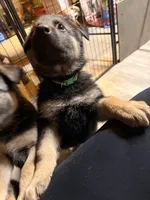 Iegor - Green Collar Male , a male German Shepherd Dog for sale in Chester, VT – Photo 7 of 10