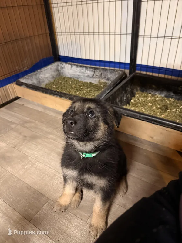 Iegor - Green Collar Male  – German Shepherd Dog puppy for sale in Chester, VT