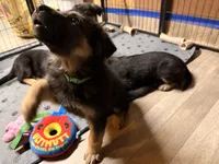 Iegor - Green Collar Male , a male German Shepherd Dog for sale in Chester, VT – Photo 5 of 10