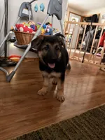 Iegor - Green Collar Male , a male German Shepherd Dog for sale in Chester, VT – Photo 2 of 10