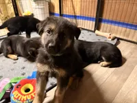 Iegor - Green Collar Male , a male German Shepherd Dog for sale in Chester, VT – Photo 4 of 10