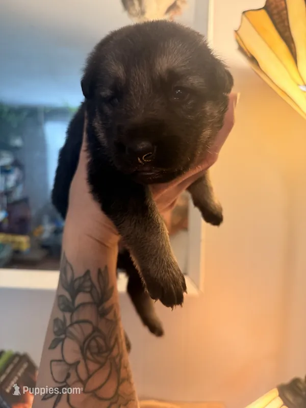 Leo  – German Shepherd Dog puppy for sale in Chester, VT