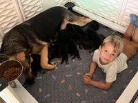Leo , a male German Shepherd Dog for sale in Chester, VT – 3 of 3