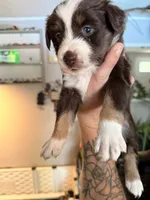 Kacey, a female Miniature Australian Shepherd and Toy Australian Shepherd for sale in Chester, VT – 3 of 10