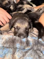 Luna , a female German Shepherd Dog for sale in Chester, VT – 8 of 9