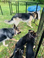 Vedas Upcoming Fall Litter , a  German Shepherd Dog for sale in Chester, VT – 9 of 10
