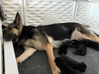 Vedas Upcoming Fall Litter , a  German Shepherd Dog for sale in Chester, VT – 6 of 10