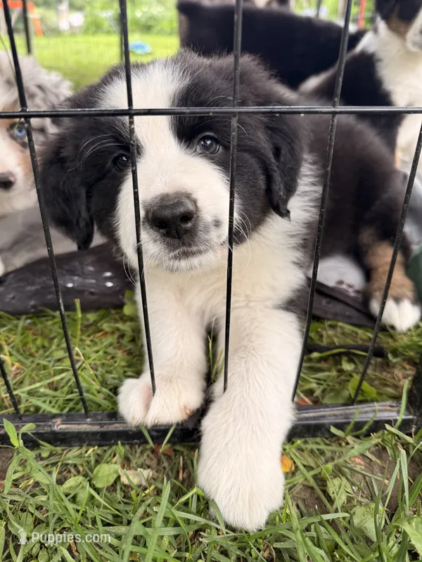 Juice  – Miniature Australian Shepherd puppy for sale in Chester, VT