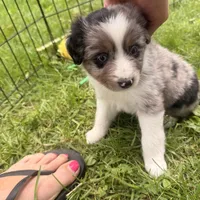 Jewel, a female Miniature Australian Shepherd for sale in Chester, VT – 2 of 8