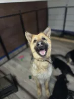 Vedas Upcoming Fall Litter , a  German Shepherd Dog for sale in Chester, VT – 3 of 10