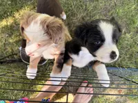 Kash, a male Miniature Australian Shepherd for sale in Chester, VT – 4 of 8