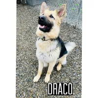 Vedas Upcoming Fall Litter , a  German Shepherd Dog for sale in Chester, VT – 4 of 10