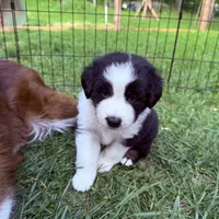 Juice , a male Miniature Australian Shepherd for sale in Chester, VT – 4 of 5