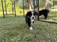 Kash, a male Miniature Australian Shepherd for sale in Chester, VT – 7 of 8