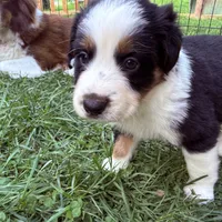 Jameson , a male Miniature Australian Shepherd for sale in Chester, VT – 2 of 8