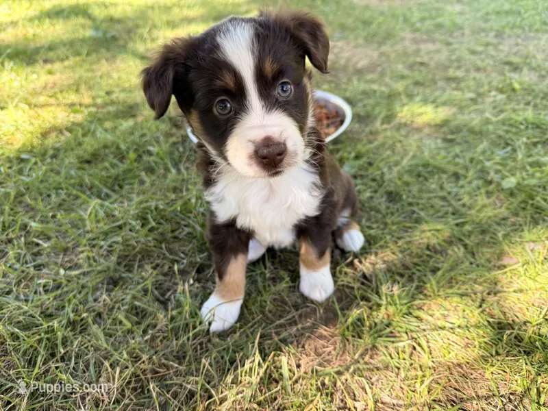 Kacey – Miniature Australian Shepherd, Toy Australian Shepherd puppy for sale in Chester, VT