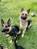 Luna , a female German Shepherd Dog for sale in Chester, VT – 6 of 9