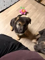 Indy - Pink Collar Female, a female German Shepherd Dog for sale in Chester, VT – Photo 5 of 7