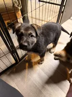 Indy - Pink Collar Female, a female German Shepherd Dog for sale in Chester, VT – Photo 6 of 7