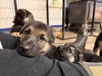 Indy - Pink Collar Female, a female German Shepherd Dog for sale in Chester, VT – Photo 7 of 7