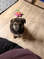 Indy - Pink Collar Female, a female German Shepherd Dog for sale in Chester, VT – Photo 3 of 7