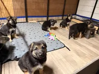 Indy - Pink Collar Female, a female German Shepherd Dog for sale in Chester, VT – Photo 2 of 7