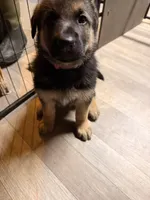 Indy - Pink Collar Female, a female German Shepherd Dog for sale in Chester, VT – Photo 1 of 7