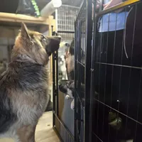 Igor- Blue Collar Boy , a male German Shepherd Dog for sale in Chester, VT – Photo 5 of 10