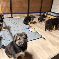 Igor- Blue Collar Boy , a male German Shepherd Dog for sale in Chester, VT – Photo 8 of 10