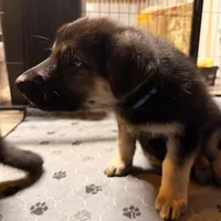 Igor- Blue Collar Boy , a male German Shepherd Dog for sale in Chester, VT – Photo 2 of 10