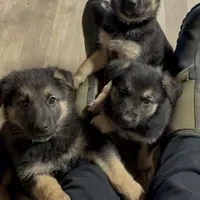 Igor- Blue Collar Boy , a male German Shepherd Dog for sale in Chester, VT – Photo 4 of 10