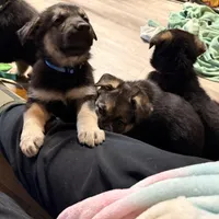 Igor- Blue Collar Boy , a male German Shepherd Dog for sale in Chester, VT – Photo 3 of 10