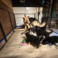 Igor- Blue Collar Boy , a male German Shepherd Dog for sale in Chester, VT – Photo 7 of 10