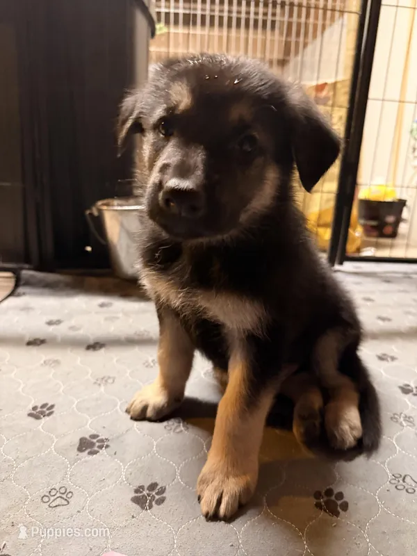 Igor- Blue Collar Boy , a male German Shepherd Dog for sale in Chester, VT – Photo 1 of 10