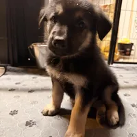 Igor- Blue Collar Boy , a male German Shepherd Dog for sale in Chester, VT – Photo 1 of 10