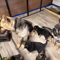 Igor- Blue Collar Boy , a male German Shepherd Dog for sale in Chester, VT – Photo 10 of 10