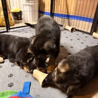 Igor- Blue Collar Boy , a male German Shepherd Dog for sale in Chester, VT – Photo 9 of 10