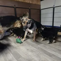 Igor- Blue Collar Boy , a male German Shepherd Dog for sale in Chester, VT – Photo 6 of 10