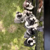 Jameson , a male Miniature Australian Shepherd for sale in Chester, VT – 6 of 8