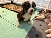 Kacey, a female Miniature Australian Shepherd and Toy Australian Shepherd for sale in Chester, VT – 10 of 10