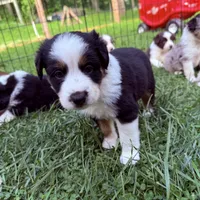 Jameson , a male Miniature Australian Shepherd for sale in Chester, VT – 1 of 8