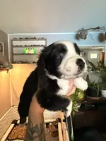 Kash, a male Miniature Australian Shepherd for sale in Chester, VT – 3 of 8